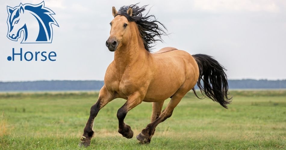 dot-horse-domain